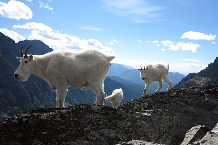 Glacier goats
